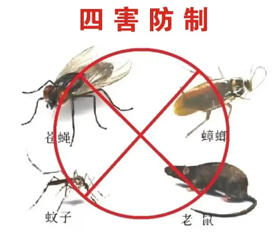 “四害”危害不可輕視！快來學(xué)習(xí)消滅“四害”